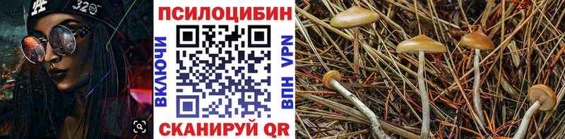Псилоцибиновые грибы Cubensis Назрань